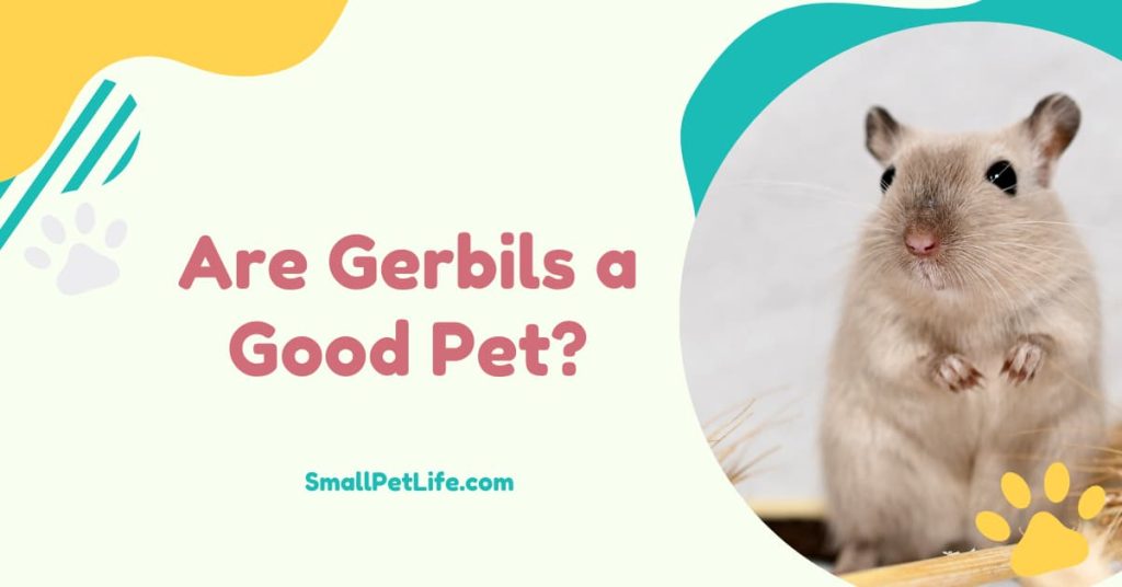 Are gerbils a good pet?