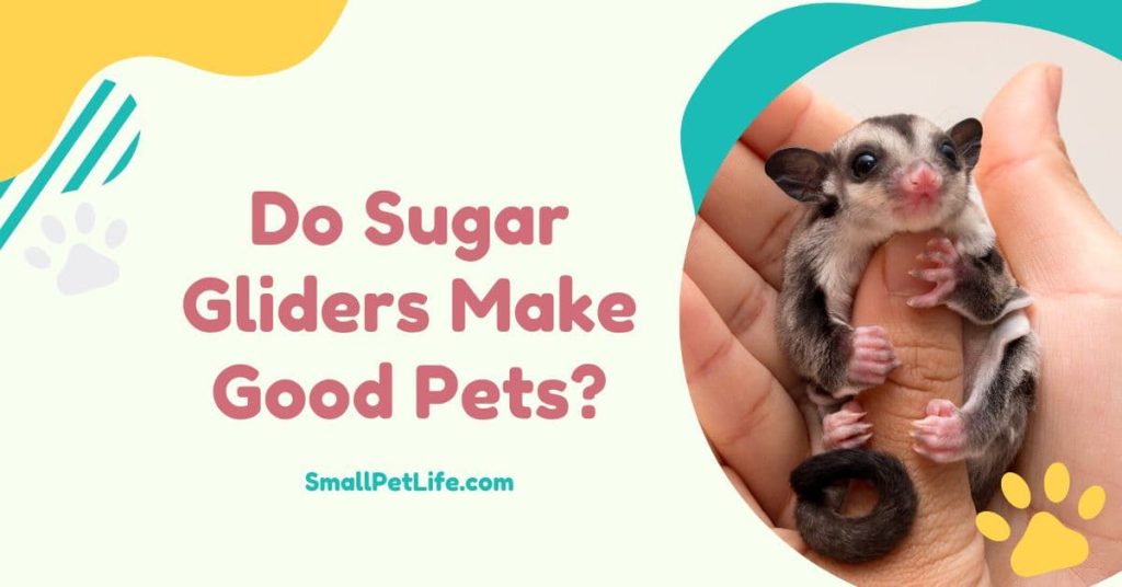 Do Sugar Gliders Make Good Pets?